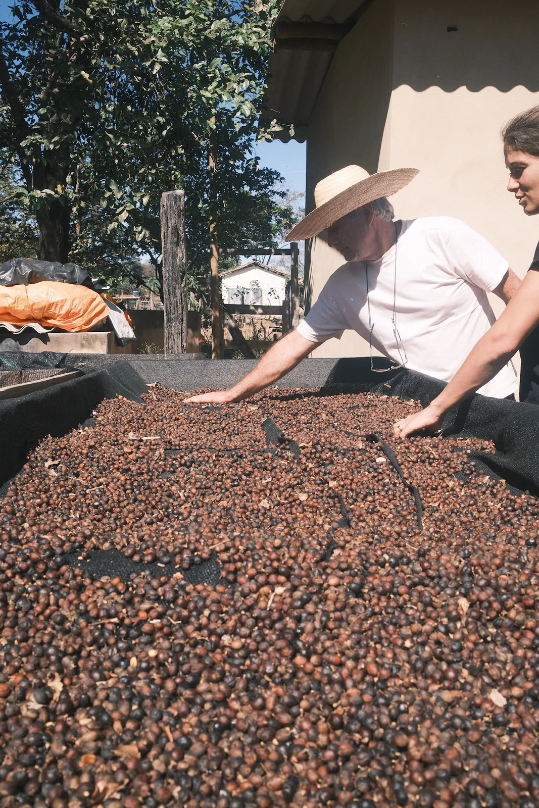 Kaffeekirschen trocknen natural auf Hochbeeten