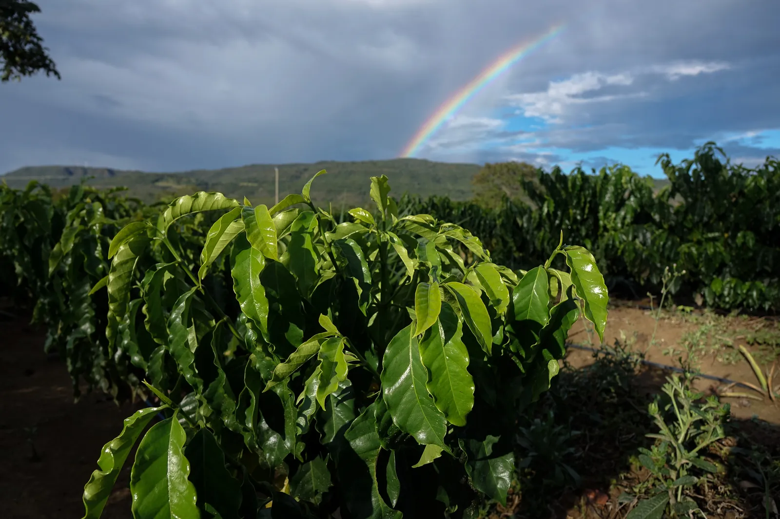 Kaffeepflanze auf der Fazenda Jacarezal mit Regenbogen über dem Cerrado Mineiro