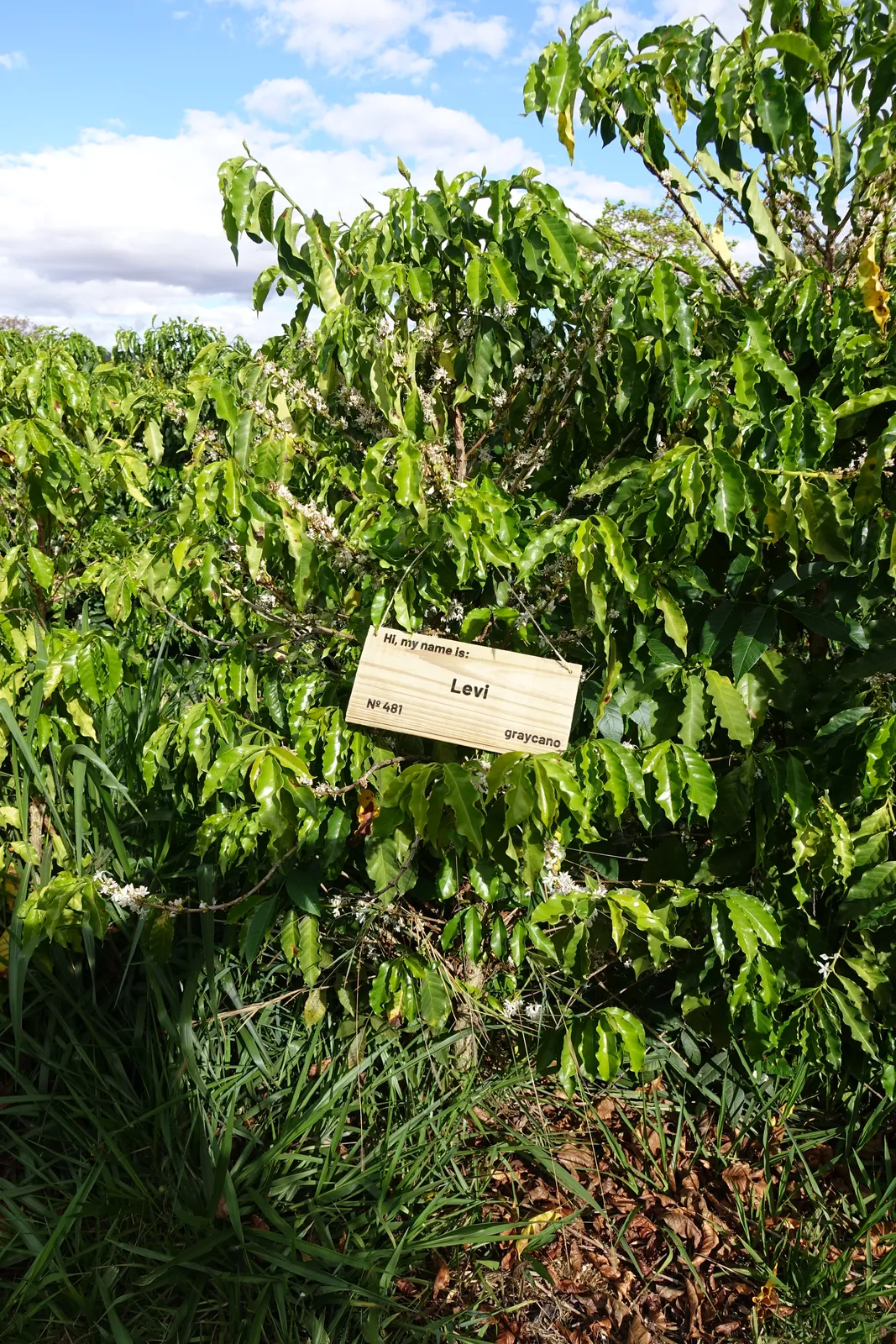 Kaffeebaum in Blüte mit Holzschild Hi my name is Levi